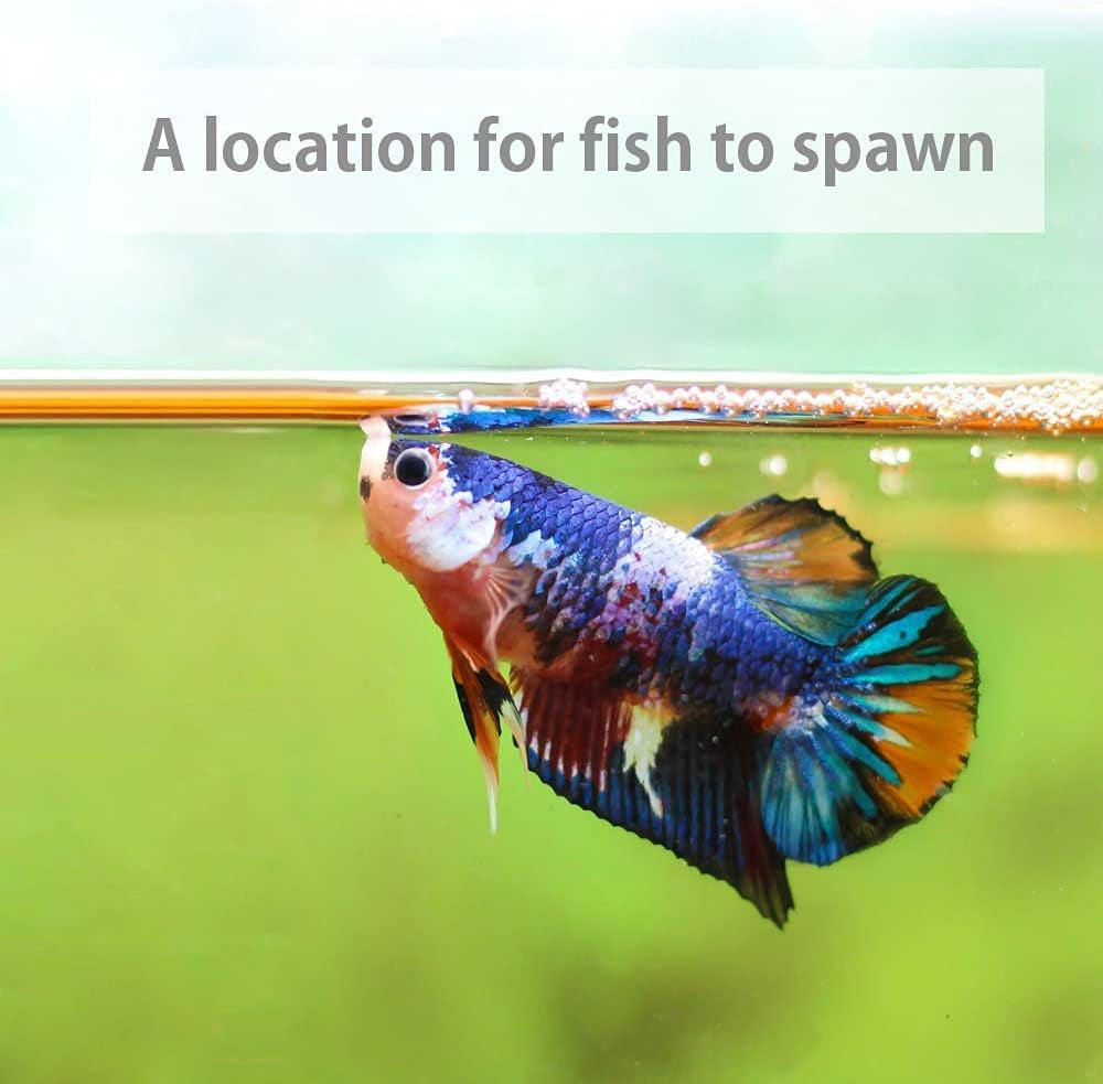 Premium Indian Almond Leaves - Catappa Leaves for Aquatic Health and pH Balance in Aquariums. 50g Pack (6-9" Size, 20-25 Leaves)