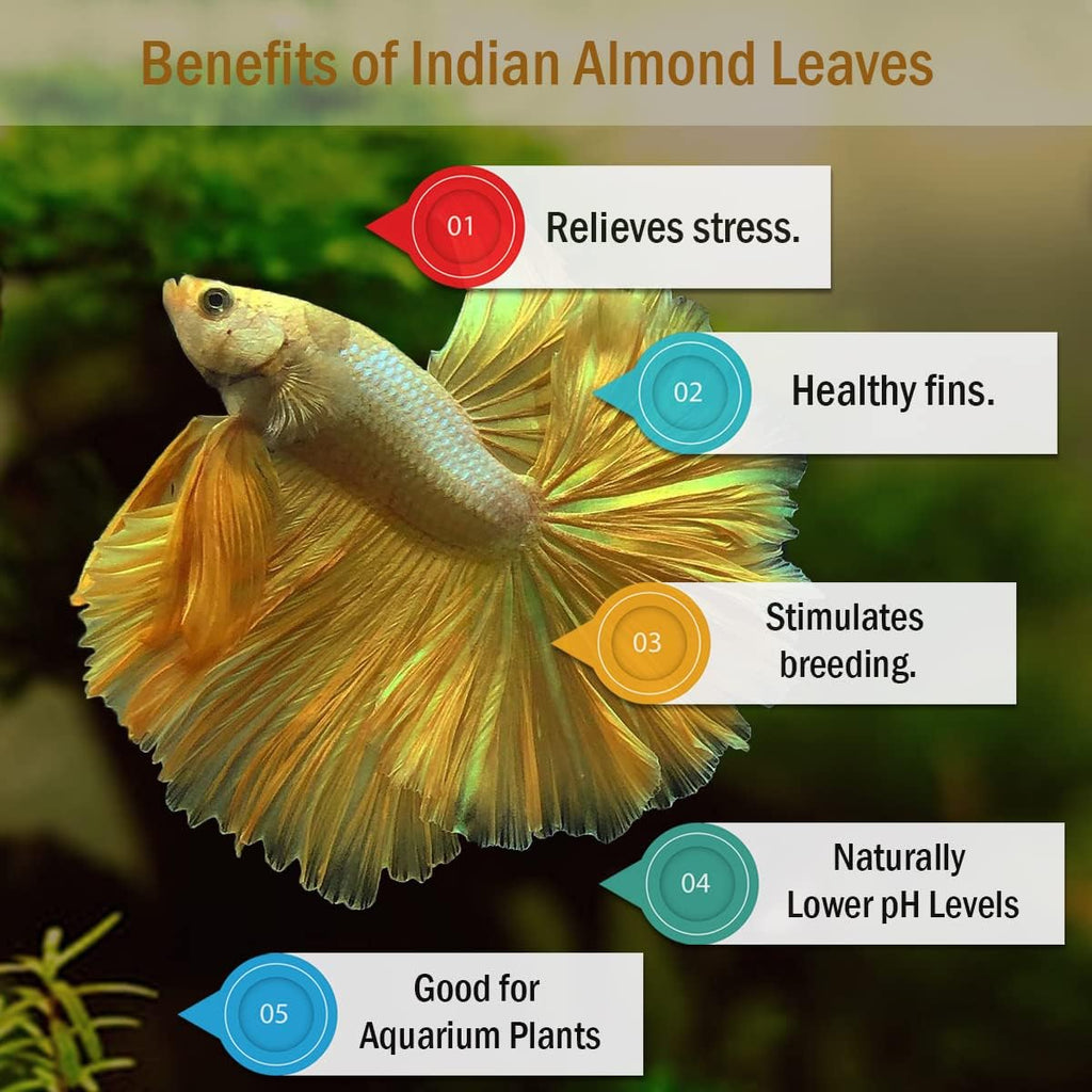 Premium Indian Almond Leaves - Catappa Leaves for Aquatic Health and pH Balance in Aquariums. 50g Pack (6-9" Size, 20-25 Leaves)