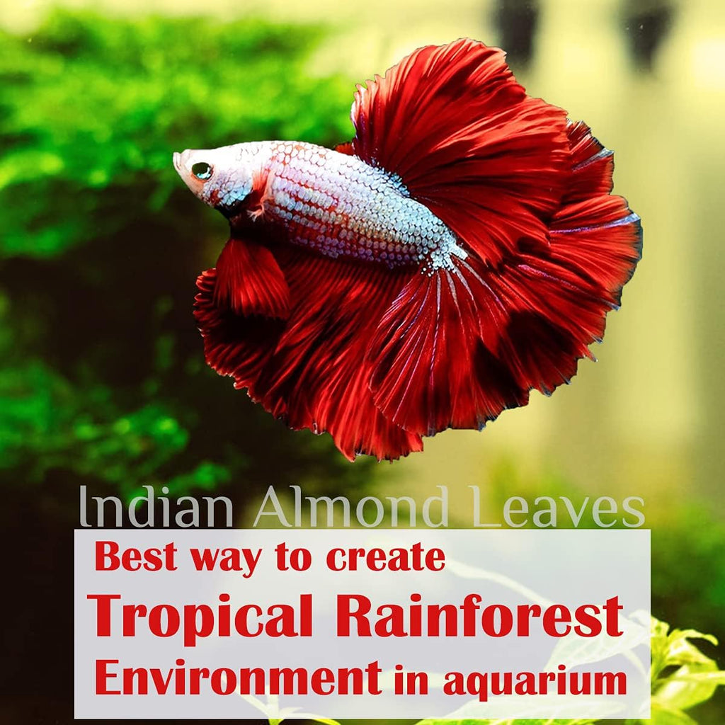Premium Indian Almond Leaves - Catappa Leaves for Aquatic Health and pH Balance in Aquariums. 50g Pack (6-9" Size, 20-25 Leaves)