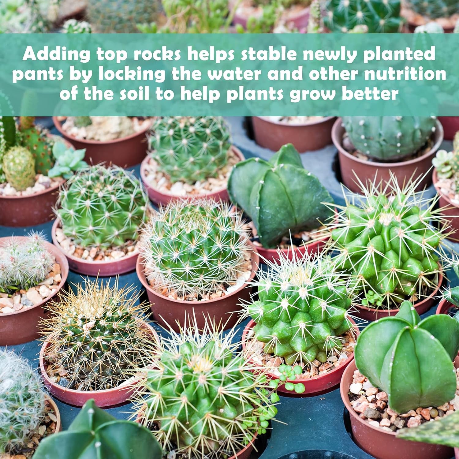 2 LBS Premium Horticultural Succulent and Bonsai Potting Mix with Lava Rocks and Cactus Soil Amendment